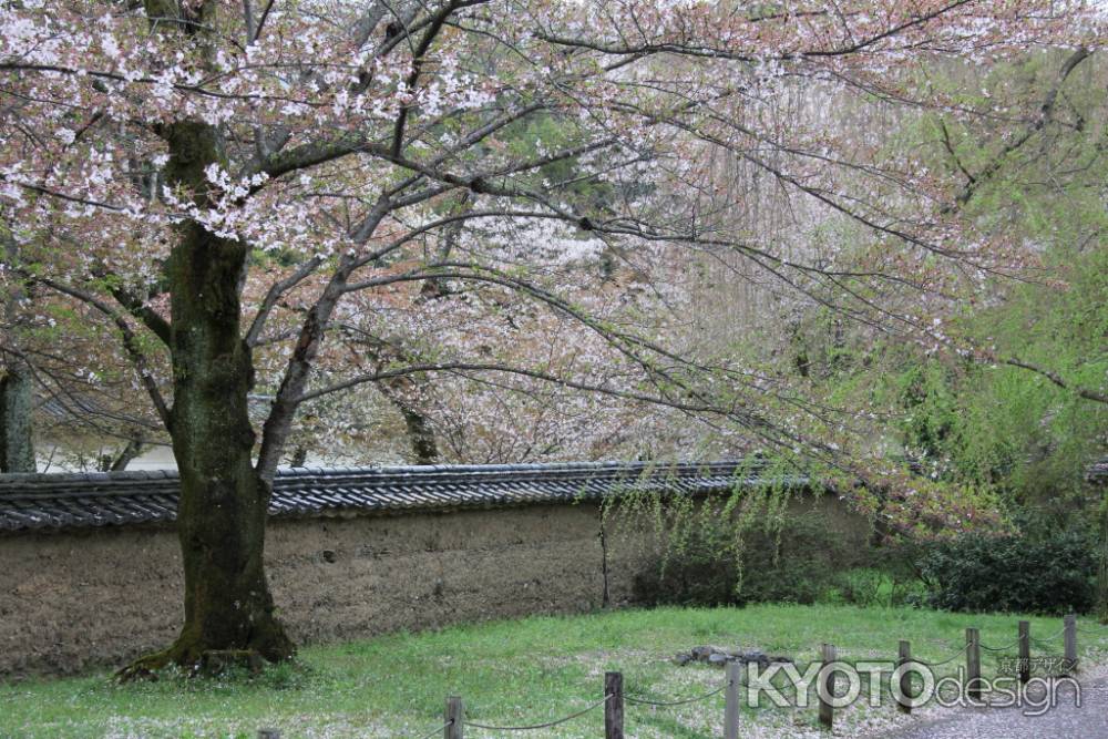 醍醐寺の桜　⑦