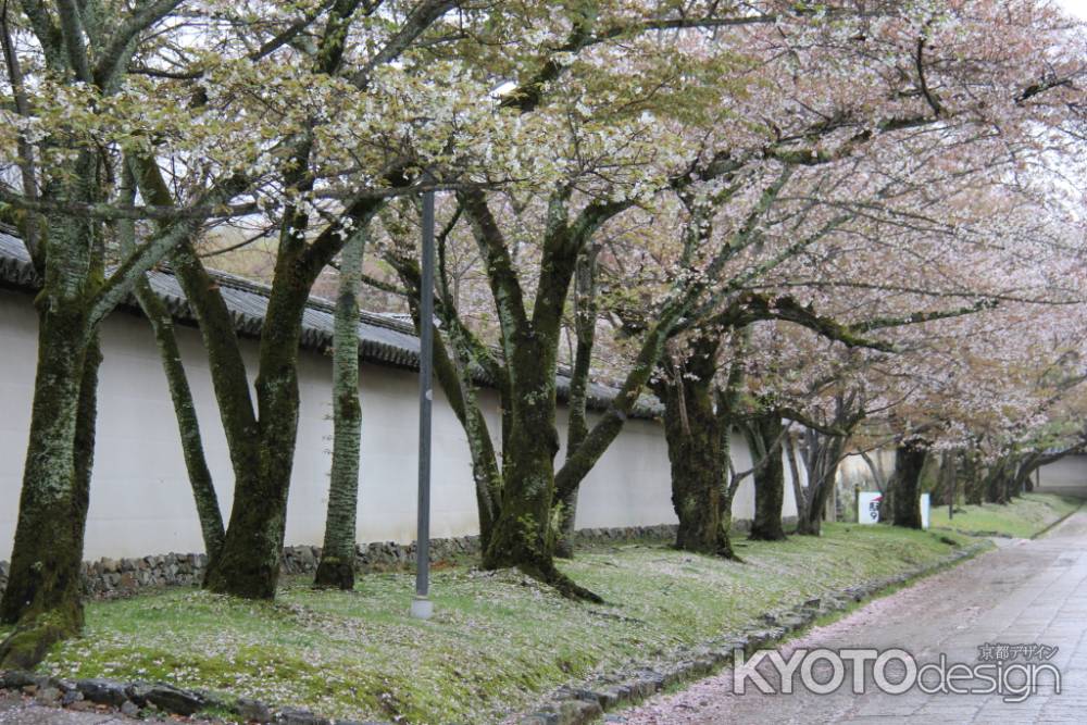 醍醐寺の桜　⑨