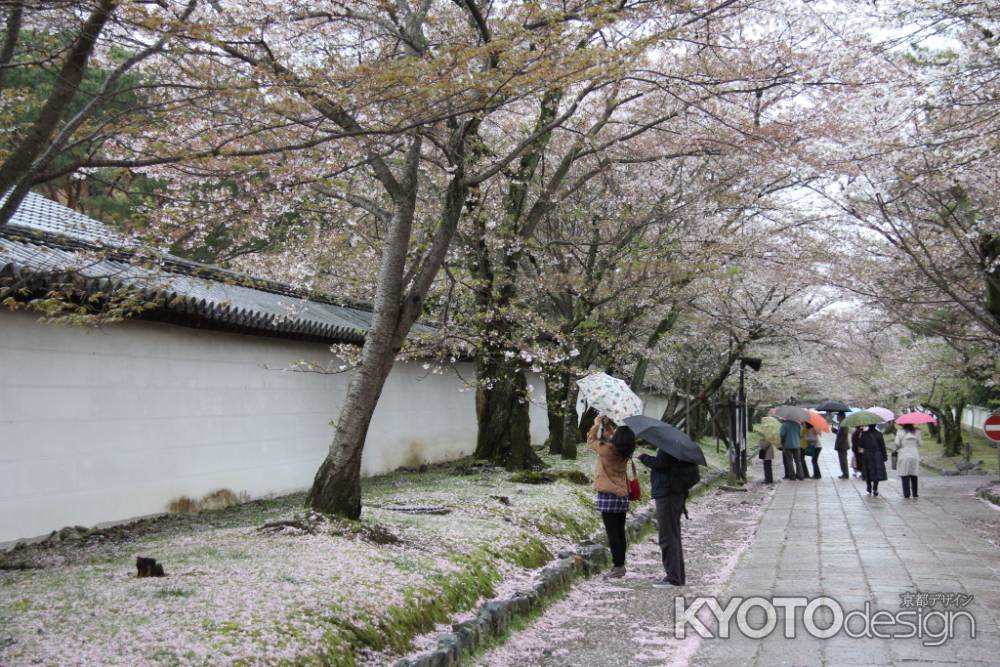 醍醐寺の桜　⑩