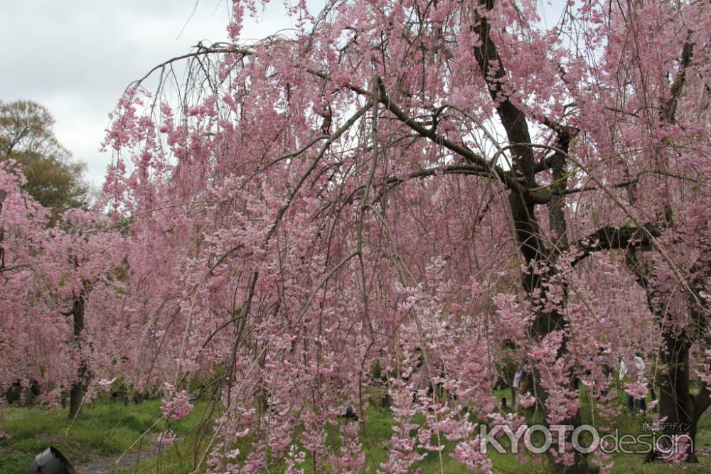 京都府立植物園　①