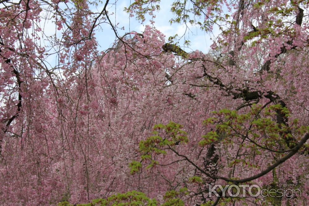 京都府立植物圓　②