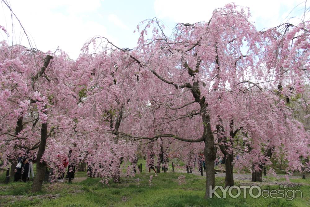 京都府立植物園　⑥