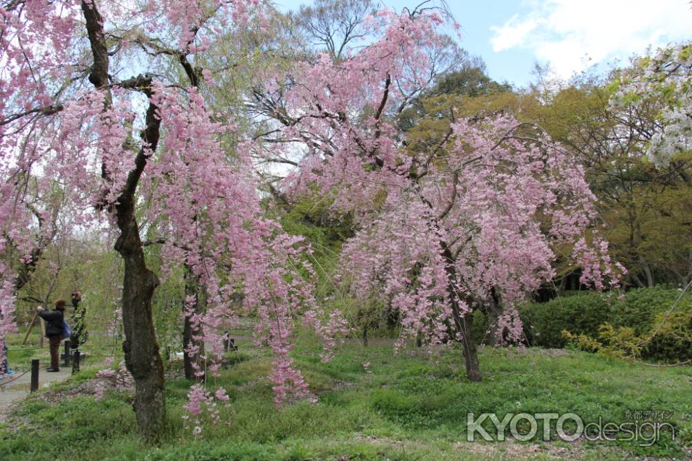 京都府立植物園　⑦