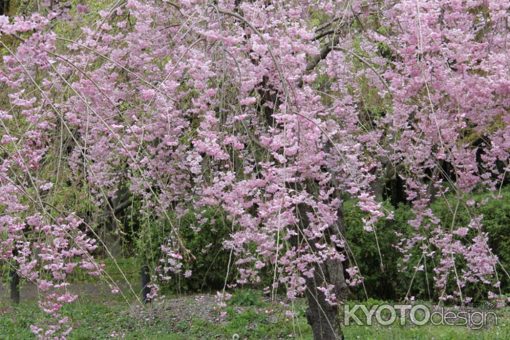 京都府立植物園　⑧