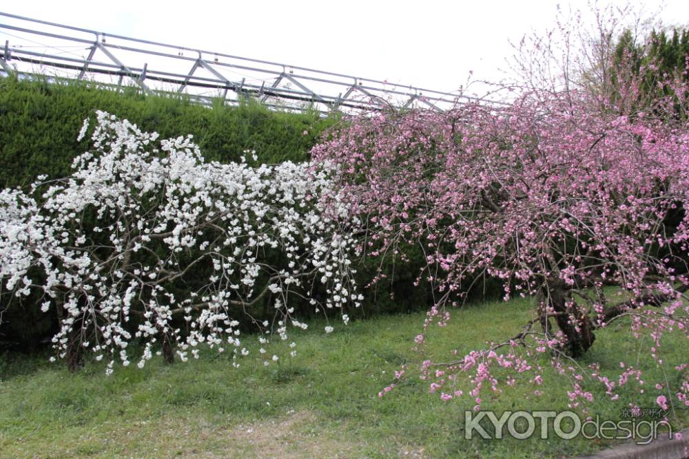 京都府立植物園　⑭