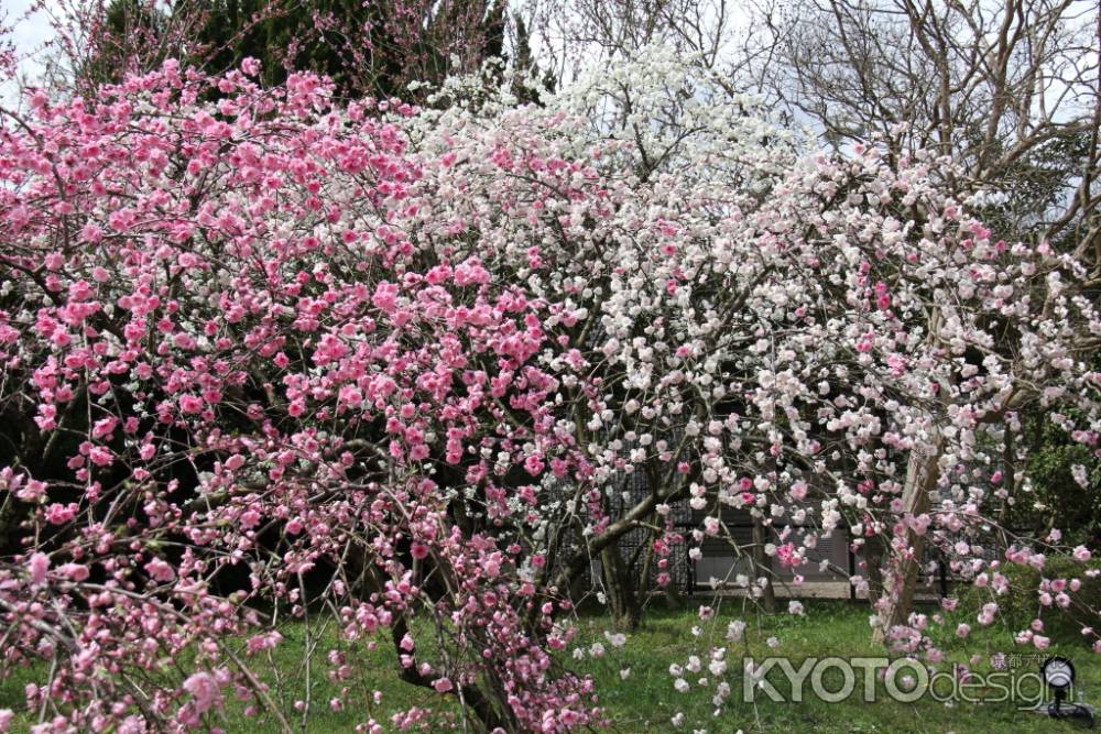 京都府立植物園　⑮