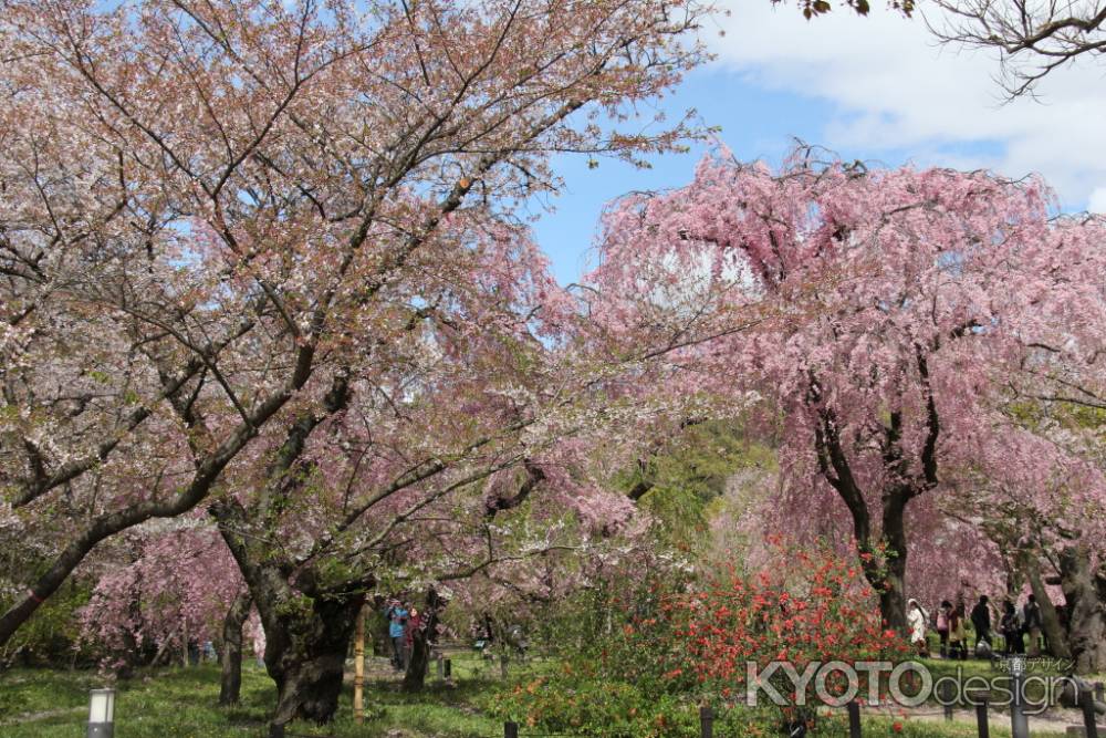 京都府立植物園　⑯