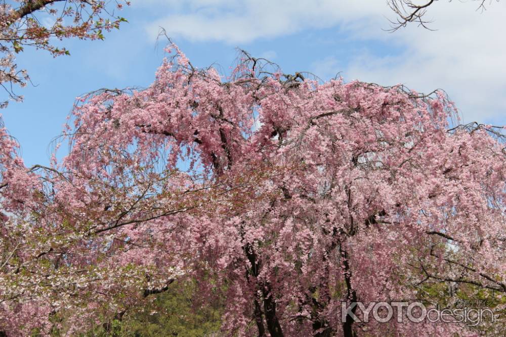 京都府立植物園　⑰