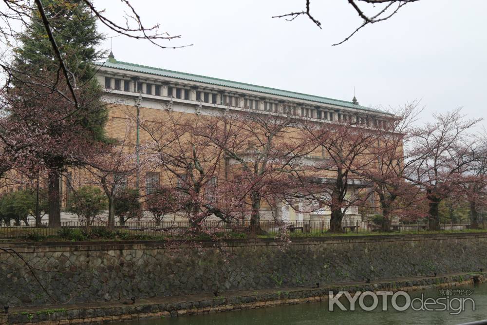 桜　琵琶湖疏水　①