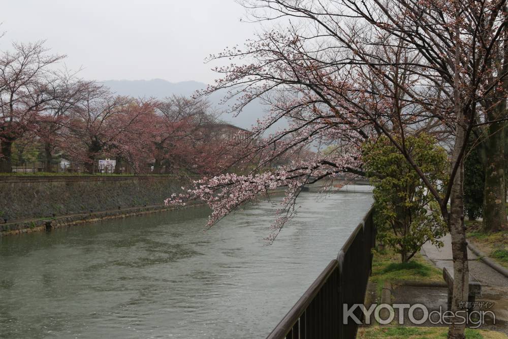 桜　琵琶湖疏水　②