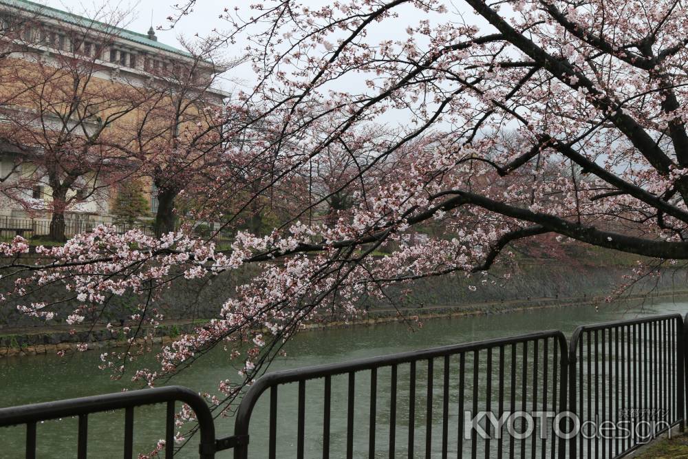 桜　琵琶湖疏水　③