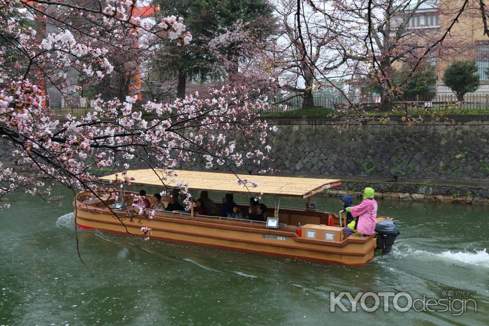 桜　琵琶湖疏水　十石舟めぐり