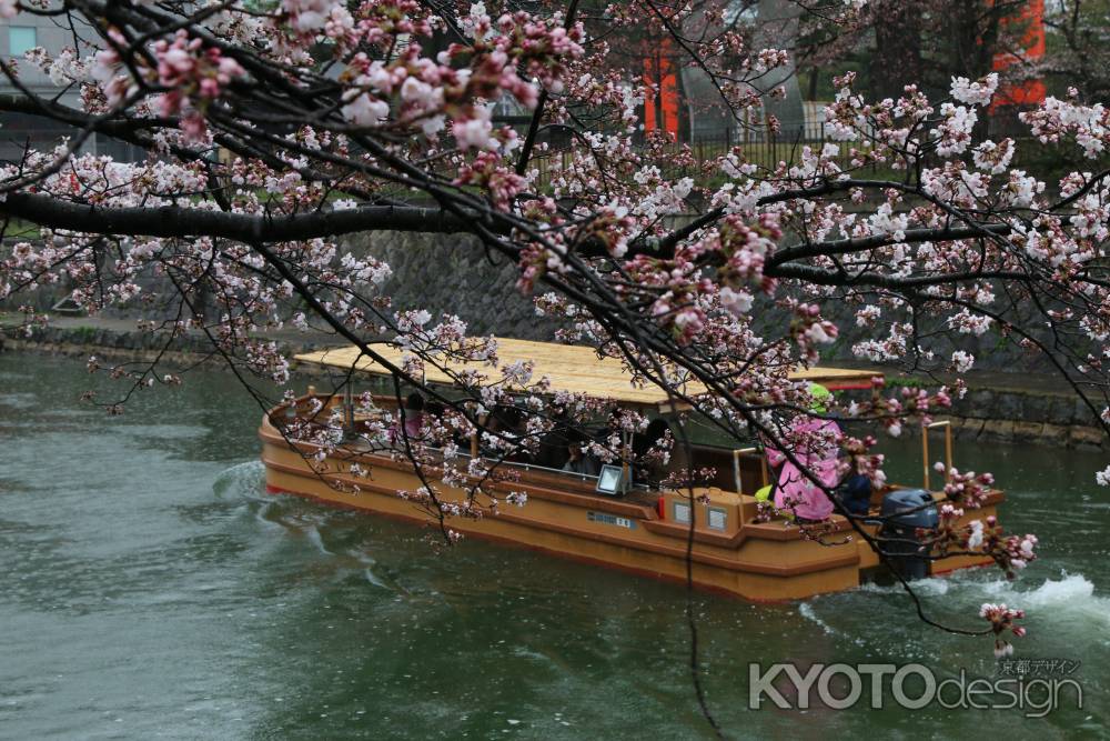 琵琶湖疏水 桜 十石舟めぐり