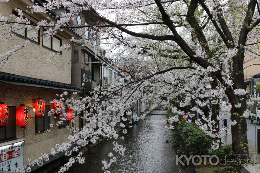 木屋町通り高瀬川と桜　④