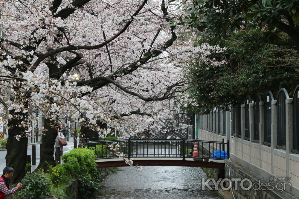 木屋町通り高瀬川と桜　⑤