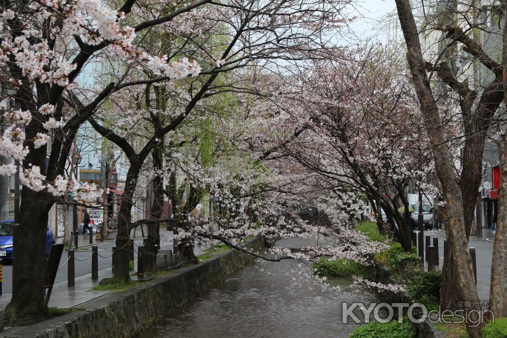 木屋町通り高瀬川と桜　⑦