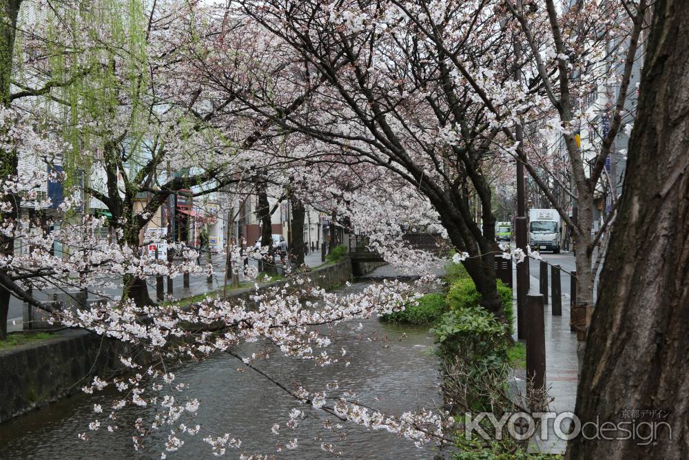 木屋町通り高瀬川と桜　⑧