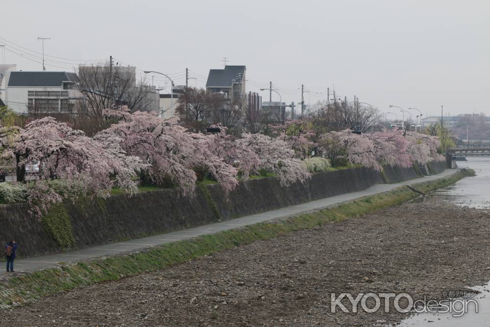 鴨川左岸の桜　①