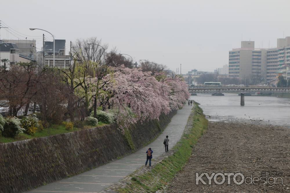 鴨川左岸の桜　②