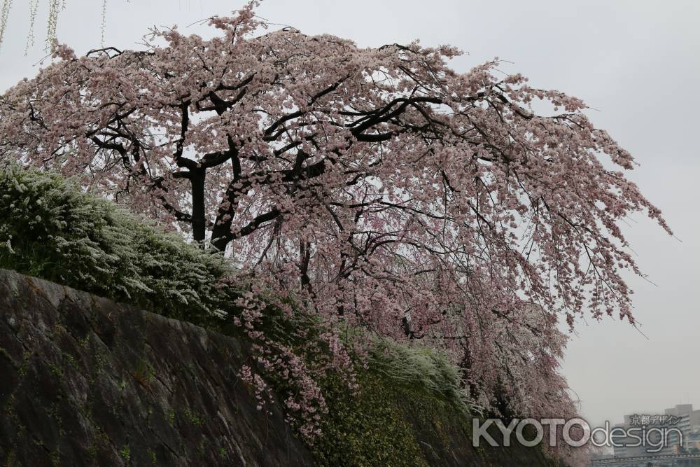 鴨川左岸の桜　③