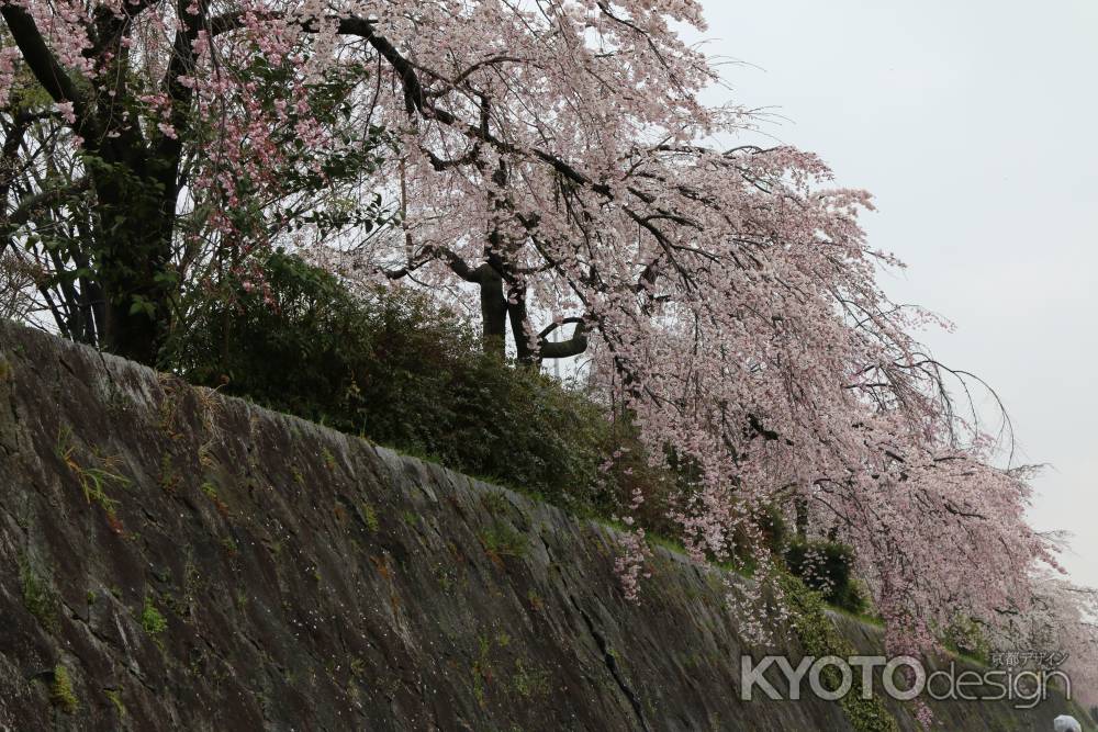 鴨川左岸の桜　④