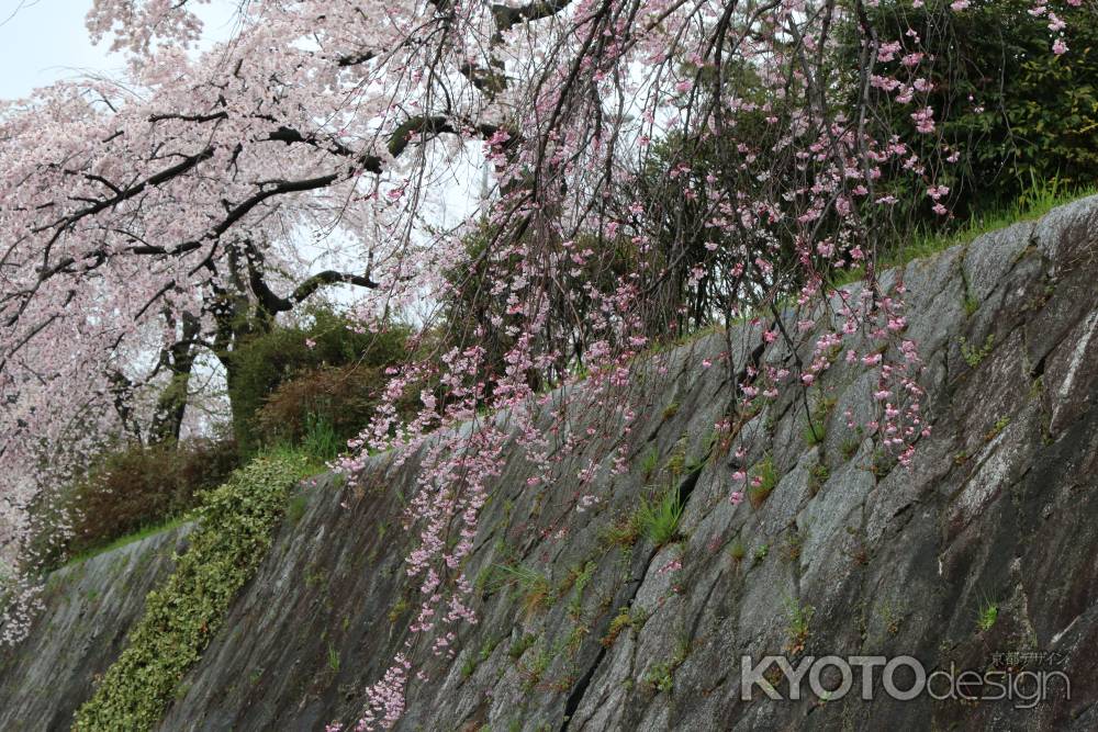 鴨川左岸の桜　⑤