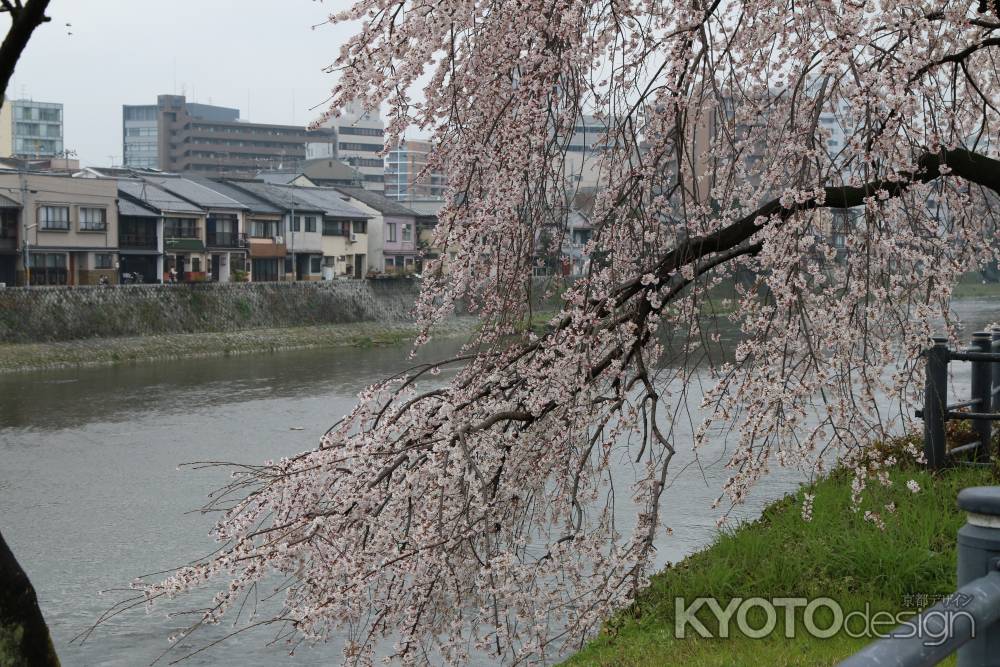 鴨川左岸の桜　⑥