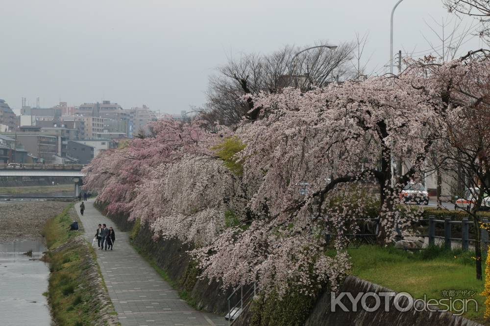 鴨川左岸の桜　⑦