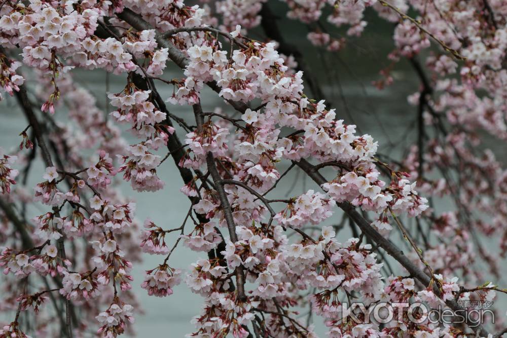 鴨川左岸の桜　⑪