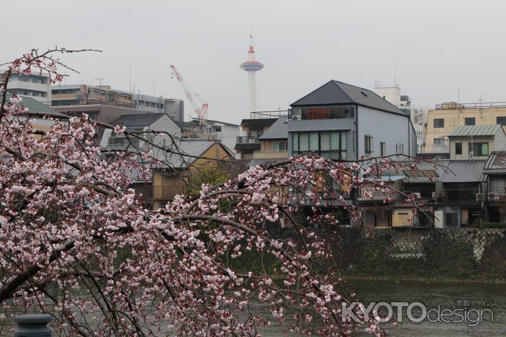 鴨川左岸の桜　⑫