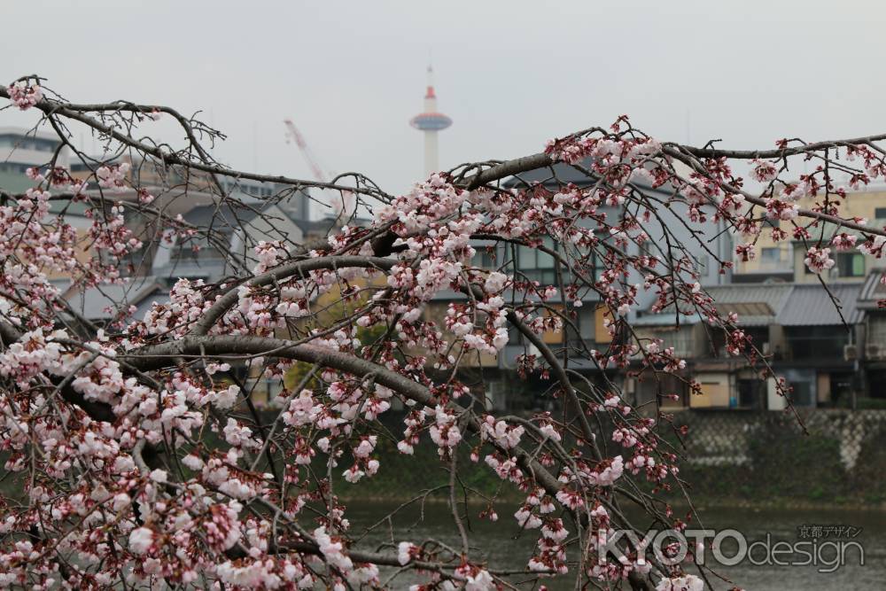 鴨川左岸の桜　⑬