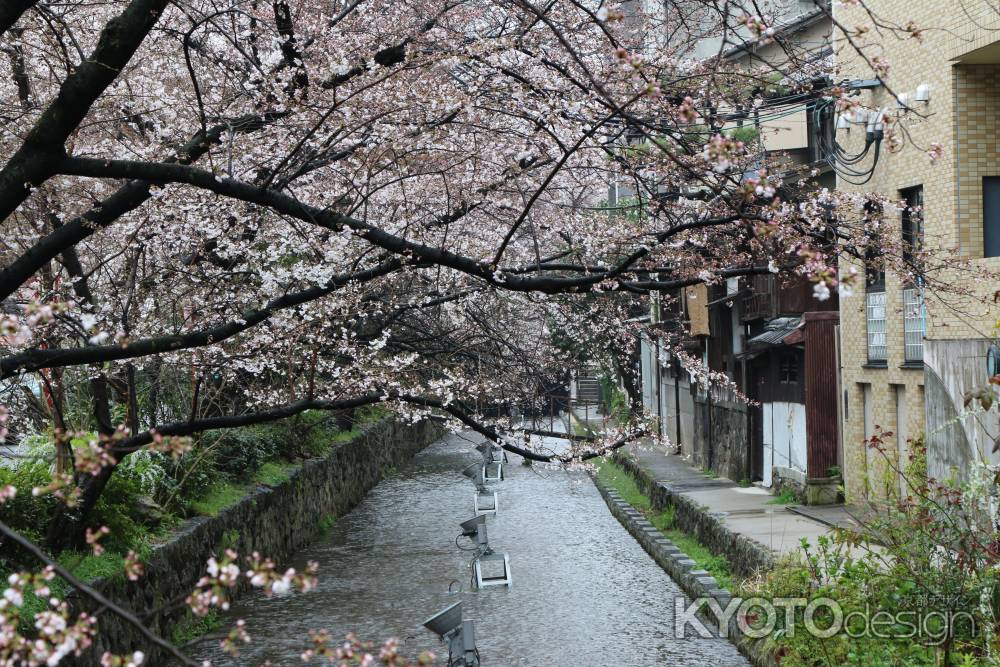 木屋町通り　高瀬川と桜