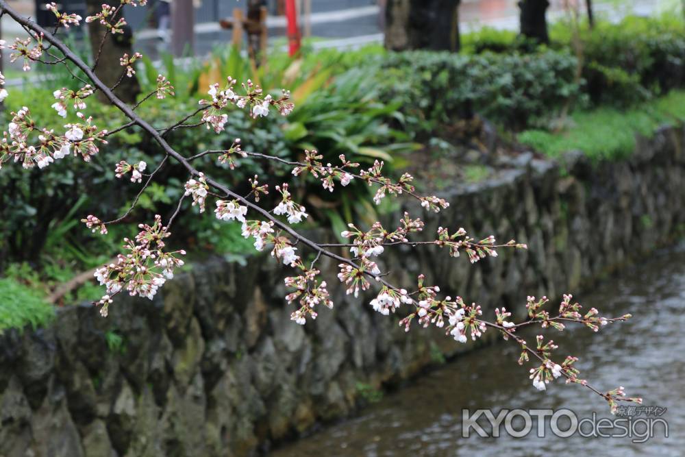 木屋町通り　高瀬川と桜