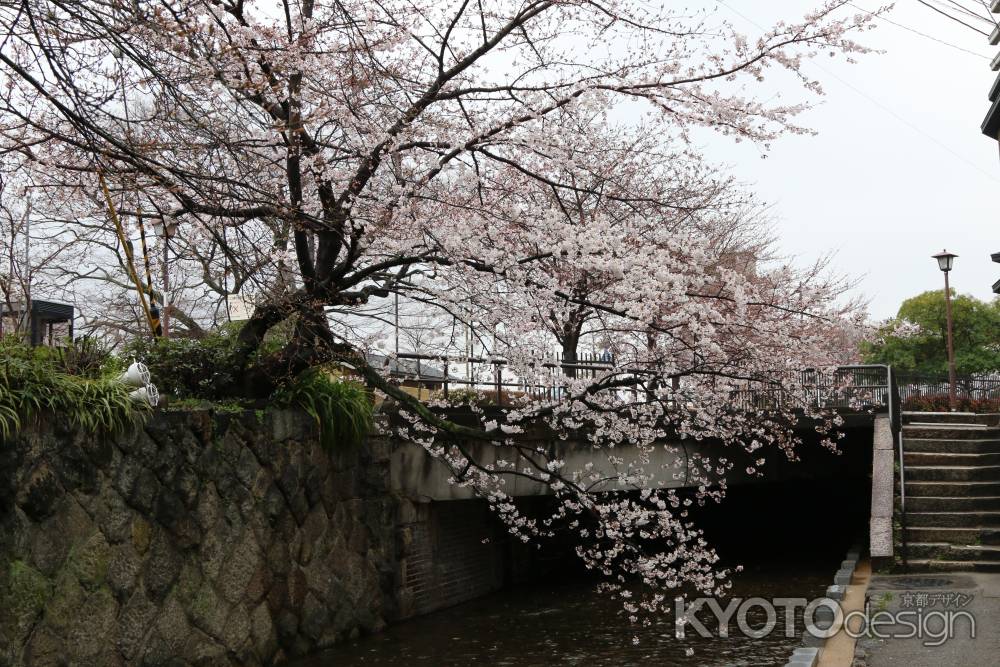 五条大橋たもと　高瀬川と桜