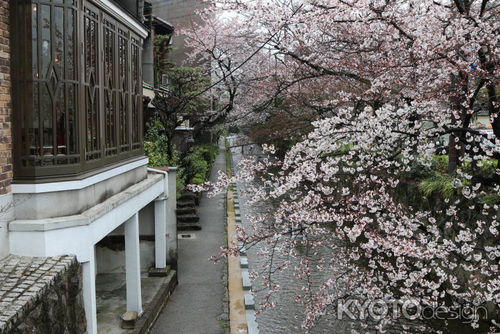 五条大橋たもと　高瀬川と桜