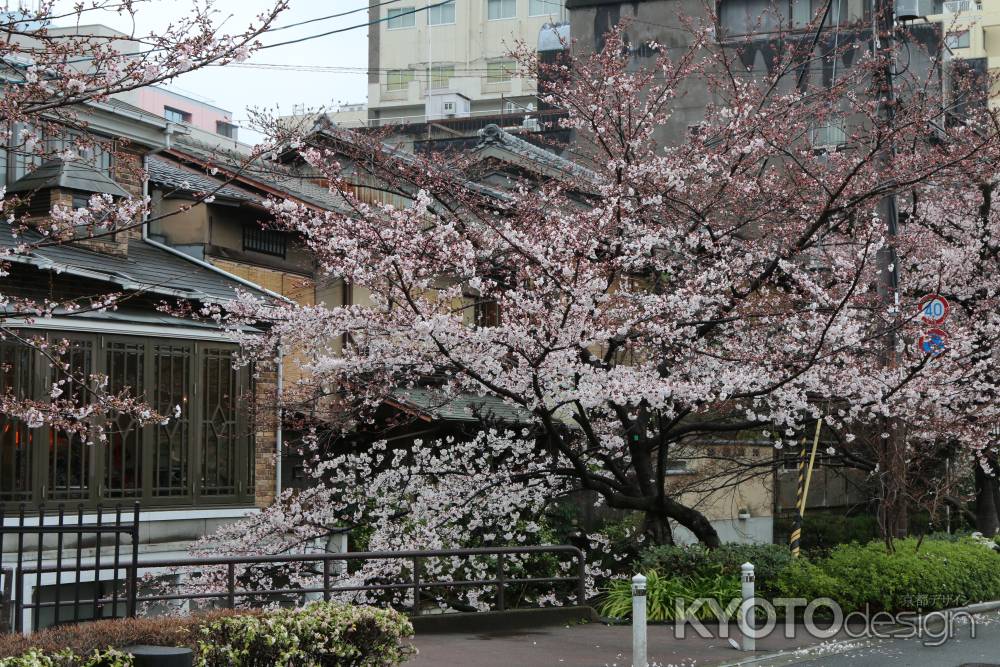 五条大橋たもと　高瀬川と桜