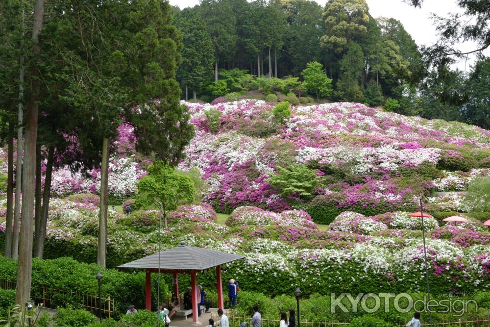 三室戸寺のツツジ