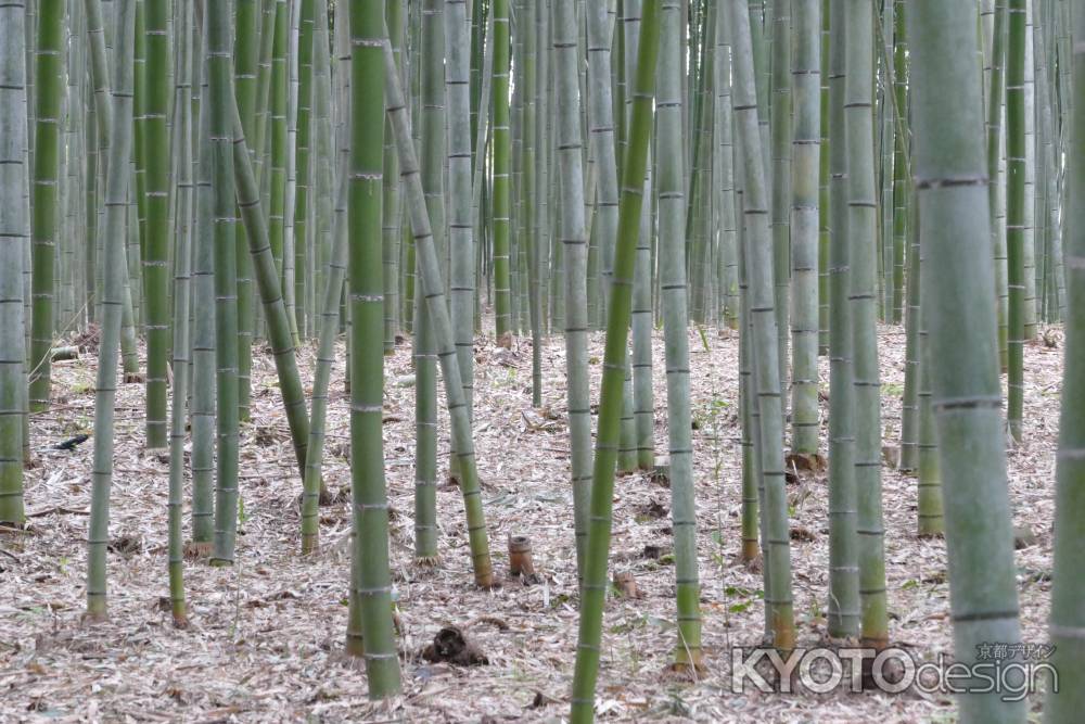 嵯峨野・竹林3