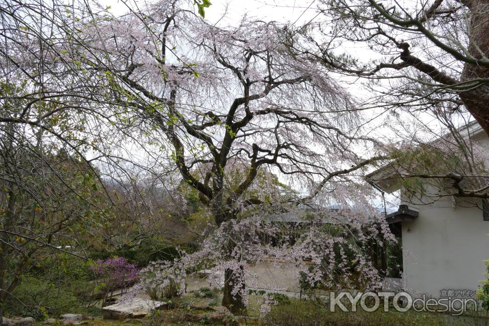 嵯峨野・常寂光寺6