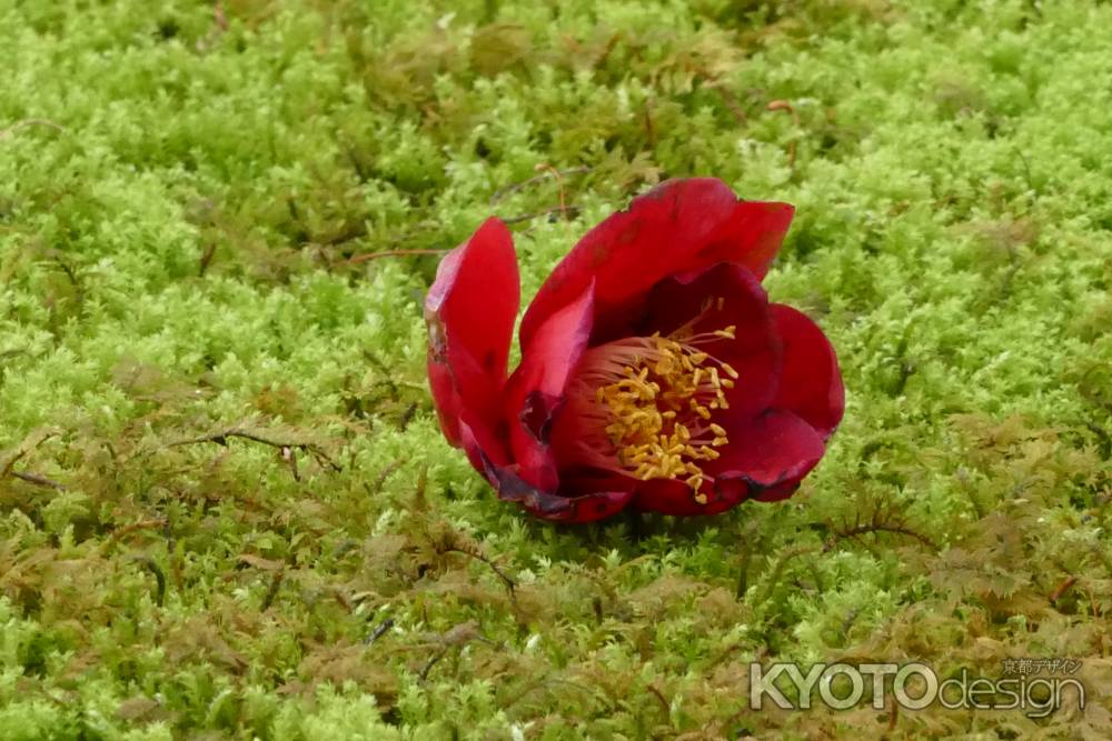 嵯峨野・祇王寺3