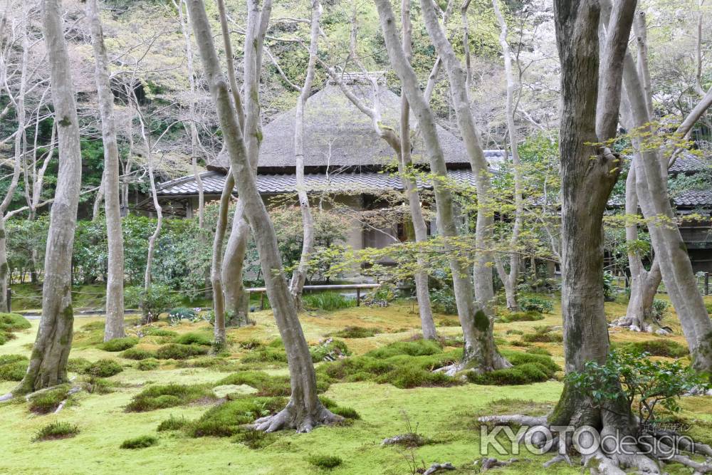 嵯峨野・祇王寺6