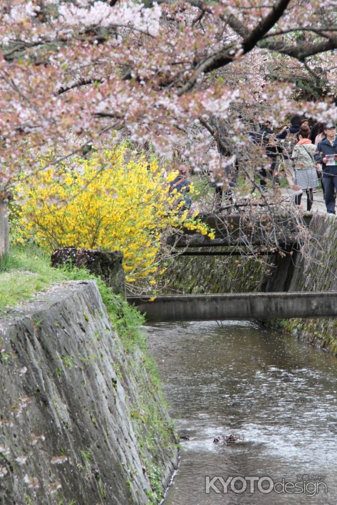 桜さく哲学の道2