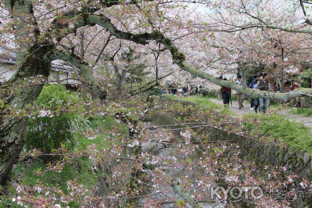 桜さく哲学の道3