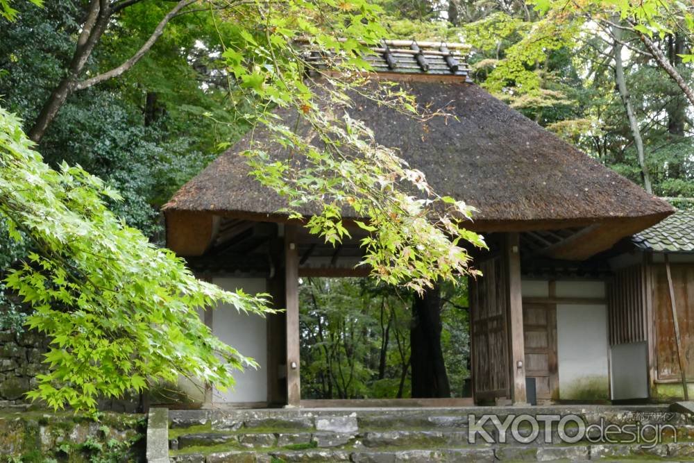 もみじ越しの山門