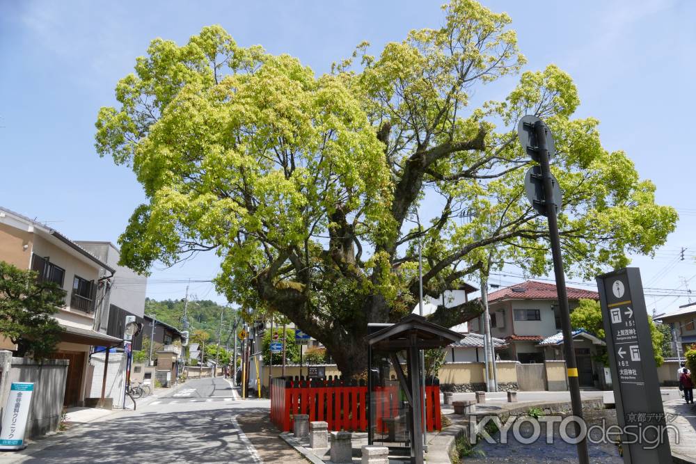 上賀茂・社家町ご神木