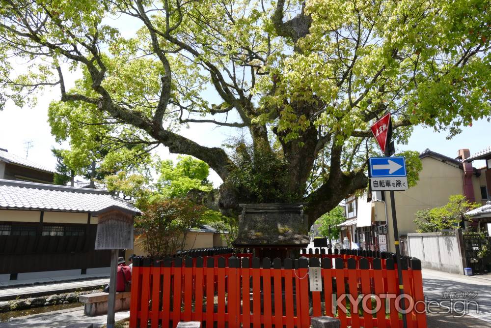 上賀茂・社家町ご神木2