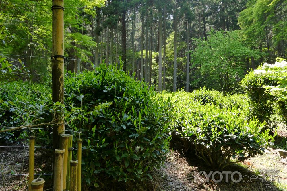 世界遺産　高山寺5