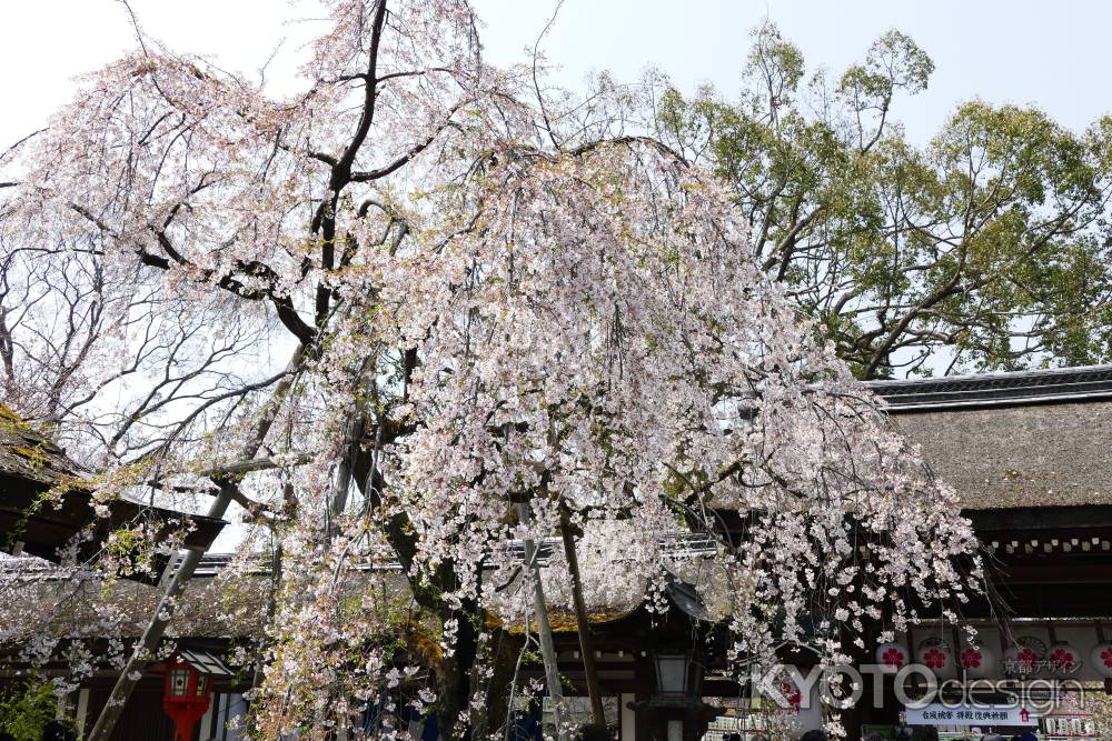 京都平野神社3