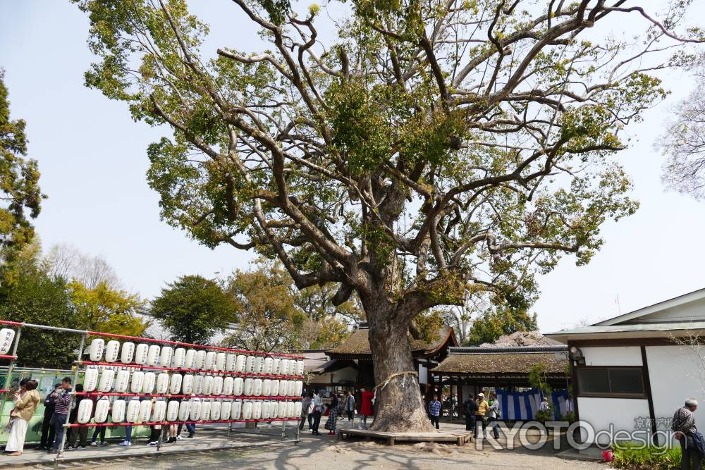 京都平野神社8