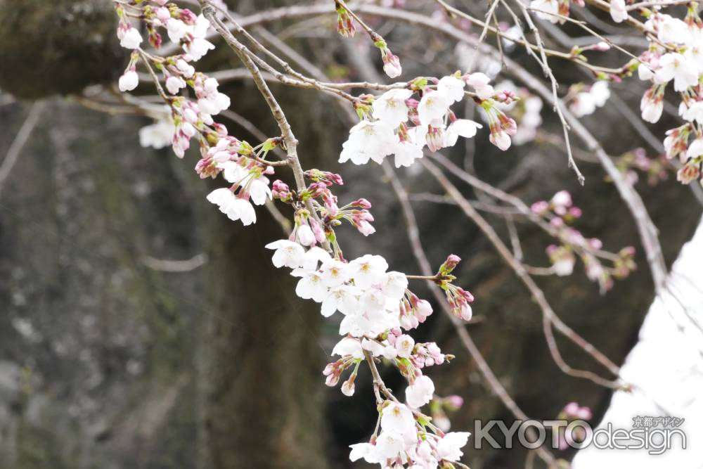 背割桜